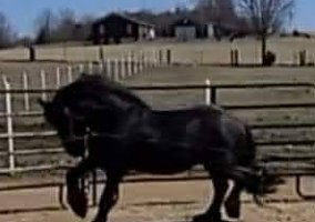 Friesian (Friesian, Stallion) in Buffalo, KY