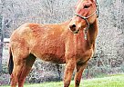Mule Mare for Sale in Rogue River, Oregon Mule Mare for Sale in Rogue River, Oregon