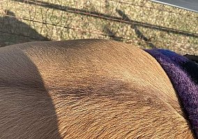 Quarter Horse (Quarter Horse, Gelding) in Russellville, AR