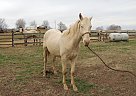 Quarter Horse for Sale in Lewisburg, Kentucky Quarter Horse for Sale in Lewisburg, Kentucky
