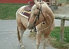 - Horse for Sale in Harmony, NJ 08865 - Horse for Sale in Harmony, NJ 08865