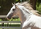 Leo - Baroque and Versatile Anda... Andalusian Gelding