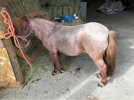 Mini Stallion Model Miniature Stallion