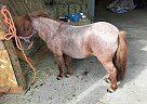 Miniature - Horse for Sale in Kamloops, BC V0E 1Z2