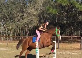 Ottb (Thoroughbred, Mare) in Morriston, FL
