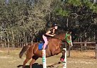 Thoroughbred - Horse for Sale in Morriston, FL 32668