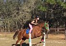 Thoroughbred - Horse for Sale in Morriston, FL 32668 Thoroughbred - Horse for Sale in Morriston, FL 32668
