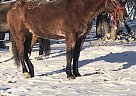 Dakota - Mare in Brandon, MB Dakota - Mare in Brandon, MB