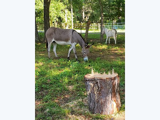 2 Jenny Donkeys