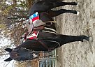 AQHA Reistered Quarter Horse Quarter Horse Gelding