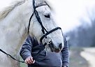 Percheron - Horse for Sale in Mechanicsville, MD 20659 Percheron - Horse for Sale in Mechanicsville, MD 20659