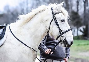 Draft (Percheron, Belgian, Clydesdale, Shire)
