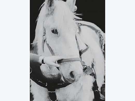 Beautiful Percheron Gelding