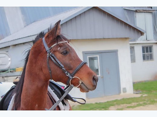 Cute Morab Gelding