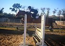 Flashy Thb 8yr old Gelding for S... Thoroughbred Gelding