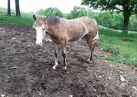 Foxtrotter Smokey Black Weanling Unnamed