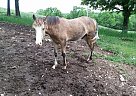 Missouri Fox Trotter Stallion for Sale in Myrtle, Missouri Kit