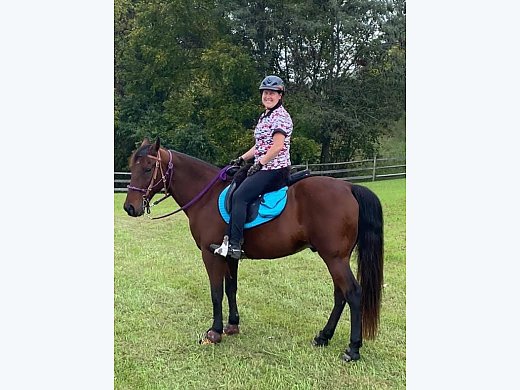 Horse For Sale