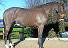 - Gelding in Boston, MA - Gelding in Boston, MA