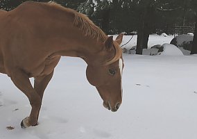 Jessie (Quarter Horse, Mare) in Terryville, CT