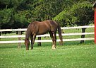 Quarter Horse - Horse for Sale in Vittoria, BC N0E 1W0 Quarter Horse - Horse for Sale in Vittoria, BC N0E 1W0