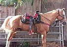 Appendix - Horse for Sale in Mira Loma, CA 91752