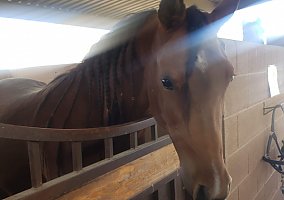 Arabian (Arabian, Mare) in Mesa, AZ