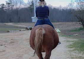 Draft (Percheron, Belgian, Clydesdale, Shire)