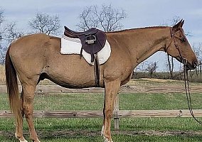 Quarter Horse (Quarter Horse, Stallion) in Russellville, AR