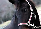 Dutch Warmblood - Horse for Sale in Mechanicsville, MD 20659