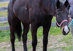Warmblood (Warmblood, Gelding) in Mechanicsville, MD