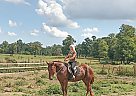 Draft - Horse for Sale in Mechanicsville, MD 20659 Draft - Horse for Sale in Mechanicsville, MD 20659