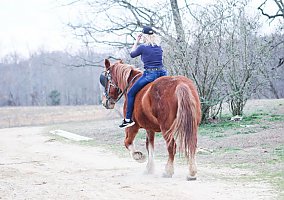 Draft (Percheron, Belgian, Clydesdale, Shire)