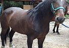 Tennessee Walker Mare Beautiful ... Tennessee Walking Mare