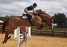 Paladin - Gelding in Westmount, QC Paladin - Gelding in Westmount, QC