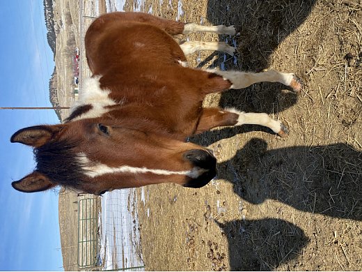 2021 APHA Colt Cutting/Reining