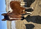 Paint - Horse for Sale in Aladdin, WY 82710