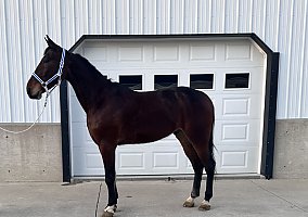 Standardbred (Standardbred, Gelding) in New Haven, IN