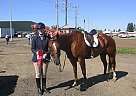 All Around Show Horse - Classifi... Quarter Horse Stallion