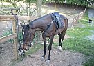 Project Horse Needs Experience R... Thoroughbred Stallion