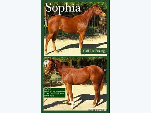 AQHA 2 Year Olds & Yearlings