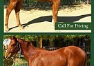 Quarter Horse - Horse for Sale in Queen Creek, AZ 85142