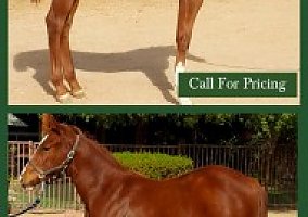 Quarter Horse (Quarter Horse) in Queen Creek, AZ