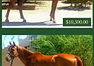 Quarter Horse - Horse for Sale in Queen Creek, AZ 85142