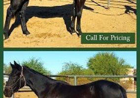 Quarter Horse (Quarter Horse) in Queen Creek, AZ