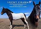 Paint - Horse for Sale in Narvon, PA 17555 Paint - Horse for Sale in Narvon, PA 17555