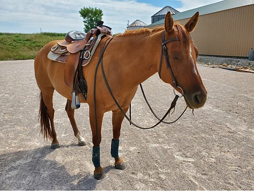 Cute Red Dun Mare