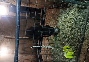 Donkey (Donkey, Stallion) in Gerry, NY
