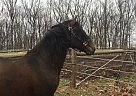 Paso Fino - Horse for Sale in Spring Grove, PA 17362