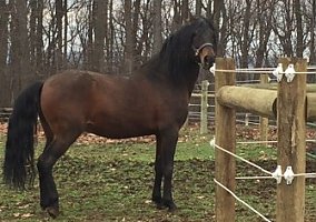 Paso Fino (Paso Fino, Stallion) in Spring Grove, PA